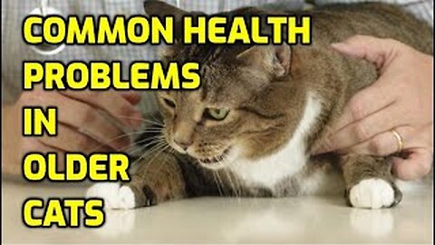 5 Health Issues That Affect Senior Cats