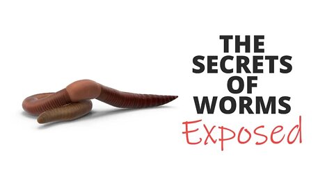 The Secrets Of Worms