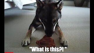 SHIKOKU DOG tries dried PIGS EAR for the first time ASMR