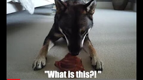 SHIKOKU DOG tries dried PIGS EAR for the first time ASMR