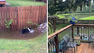 Aussie Pup Does High-energy Puddle Zoomies