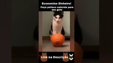 Cadê meu petisco? - Gatos fofos e engraçados #shorts