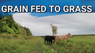 Our Steers Were Raised On Grain. Time To Change That To Grass Fed