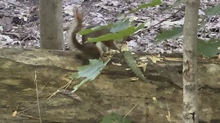 Red Tailed Squirrel eating some sort of nut filled cob