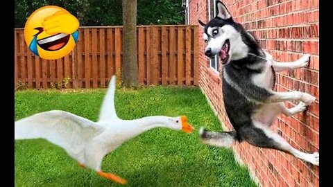 New Funny Animals😂 Funniest Cats & Dogs🤣🐱🐶