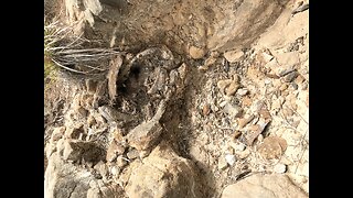 A fossilized tree limb in West Texas clif side