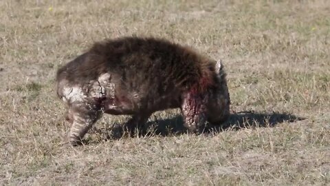 Wombat crawling around camping site in Tasmania