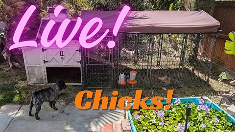 Copy of Live! Week 5 - Baby 🐥 Silkie 🐣 Chickens 🐤