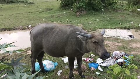 Buffaloes in Siem Reap City 2022