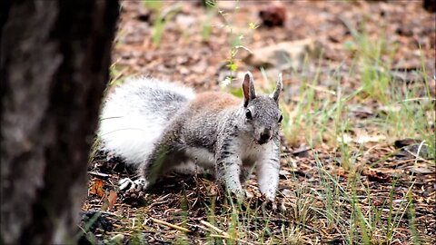 Where Did I Bury That Nut? It Was Around Here Somewhere! (Maybe Charlie Took it!)