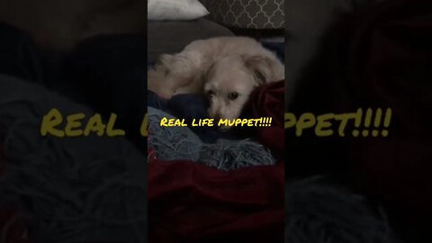 Funny Pets: Real life muppet!!!! #shorts #funnyvideo #pets