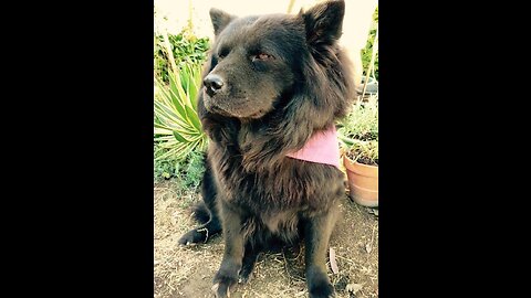 Momo The Rescued Chow Mix
