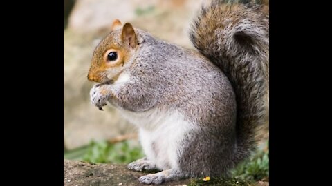 Squirrel fun_eating