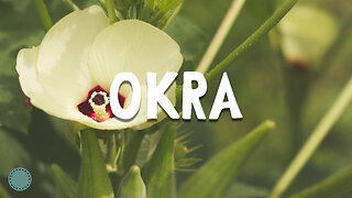 How To Grow ~ Okra