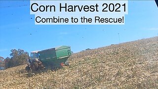 Corn Harvest 2021 Combine to the rescue, Tractor and grain cart stuck