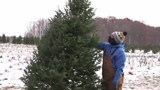 Check out these mid-Michigan Christmas tree farms