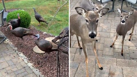 Deer and turkeys gather together in backyard for treats