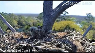 Lunchtime For Mom and Her Owlet 🦉 3/29/22 12:09