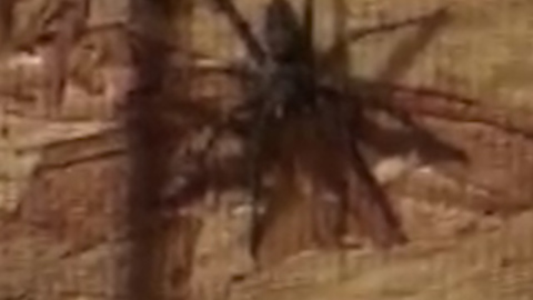 Giant spider causes hilarious response from young woman