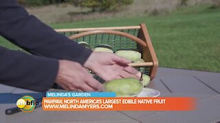 Melinda’s Garden Moment – PawPaw, North America’s largest edible native fruit