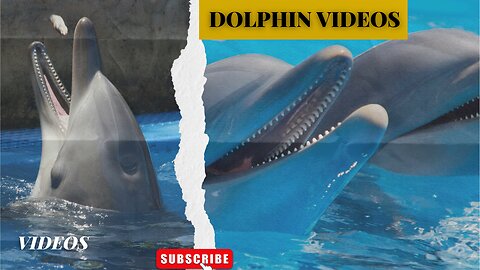 A Dolphin Is An Aquatic Mammal ll Epic Fail ll