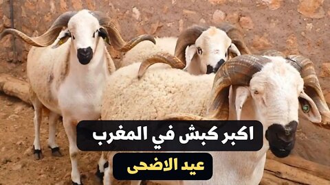 أفخم وأكبر كبش صردي عيد الاضحى في المغرب