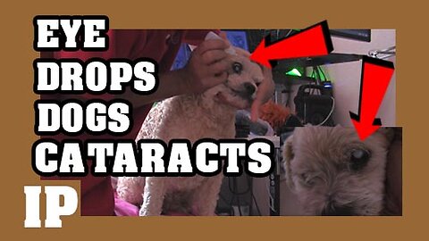 EP 9 - how to apply cataracts eye drops in dogs cats and all animals -#introphaze