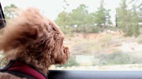 Cute Dog Looking Out From Car Window
