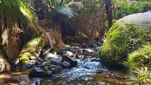 🌿💧MAGICAL FOREST WATERSTREAM: Relaxing 1 Hour Meditation Music