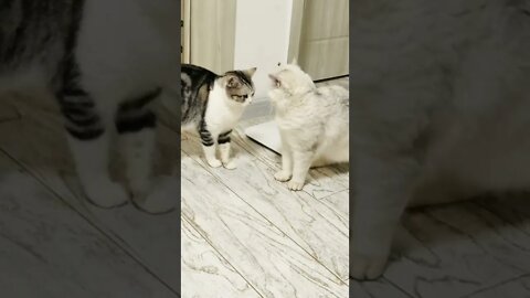 como foi a domesticação do Gato 🐱🐈 OS nossos pixanos