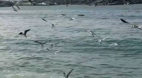Seagull and Pelicans Fish Battle
