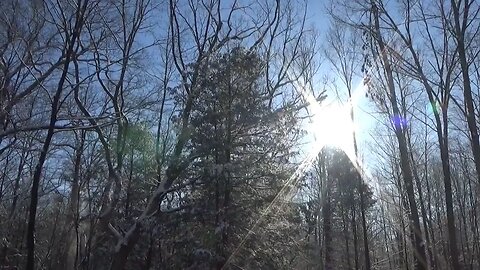 Fresh Winter Snow Cascading Off Trees Like Winter Fireworks