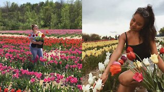 Ces champs d'autocueillette de tulipes près de Montréal seront de retour cette année