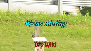 Wren Birds Mating - It's Wild