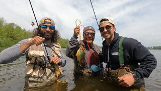 How to fillet a Bluegill: Uncle Dobbs Style