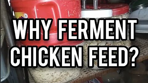 Why Ferment Chicken Feed? (+new glasses!) - Ann's Tiny Life and Homestead