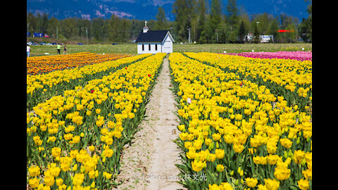 The Chilliwack BC Tulip Attraction 2021