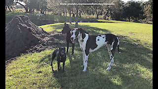Great Danes And Dog Friends Have Fun Playing In A Pile Of Dirt