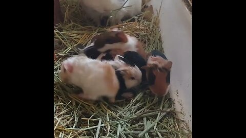New Born Guinea Pigs just 1 hour hold
