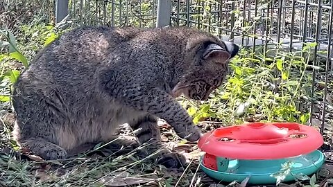 Furr-ever Bobcat Kitten Gets New Toy