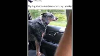 The dog tries to eat the cars