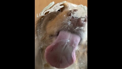 This dog loves whipped cream so much