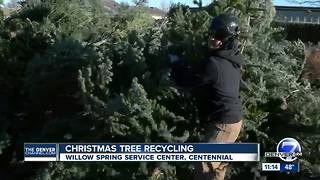 Christmas tree recycling