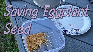 Saving Eggplant Seed (Royal Purple Variet)