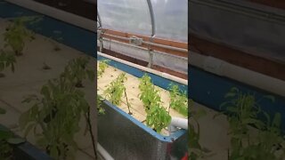 Aquaponic Basil Harvest (DWC aquaponics) #shorts