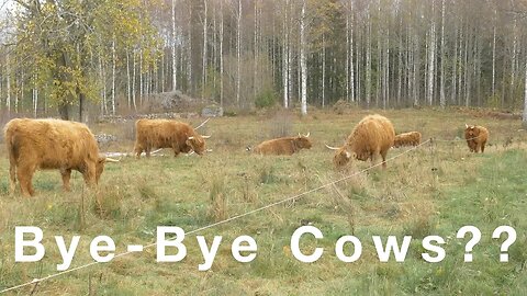 This Could Be The End Of Highland Cattle In Sweden