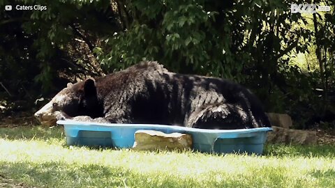 Un énorme ours s'installe dans une petite piscine d'enfant