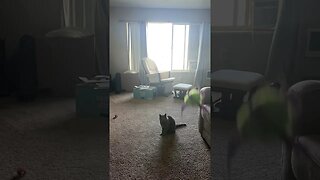 Playing catch with my cat Dante
