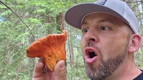 Lobster Mushrooms- The seafood of the Forest. When, where, and how to find them.