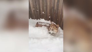 "Cute Corgi Loves Snow"